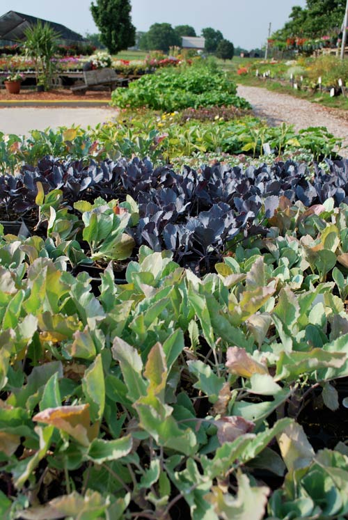 Etiennes Garden Center